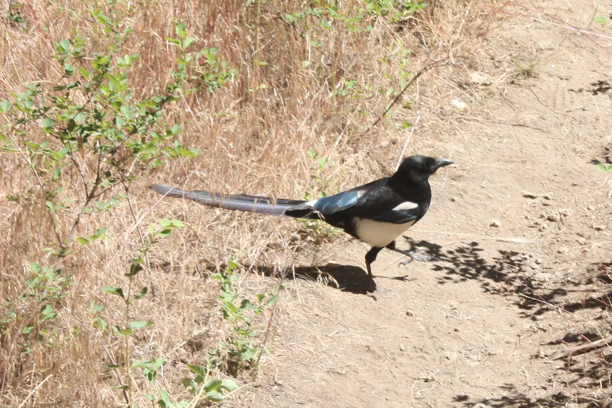 Black-billed Magpie