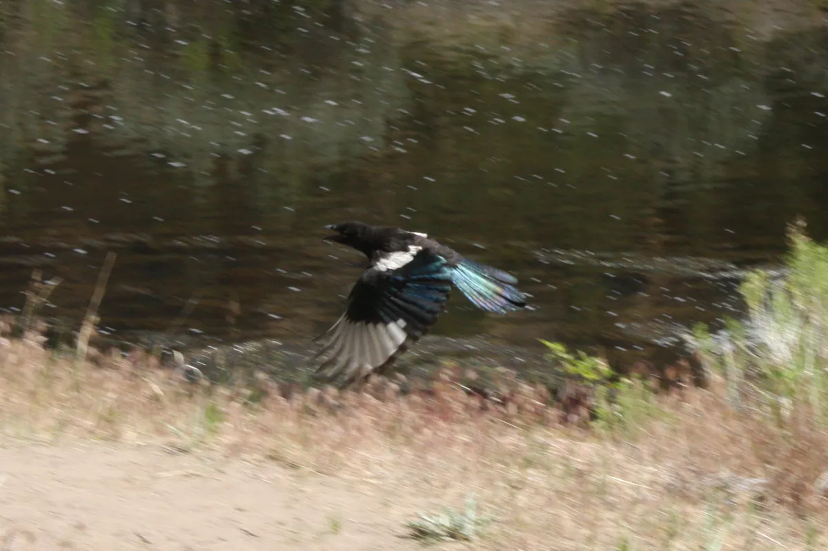 Black-billed Magpie