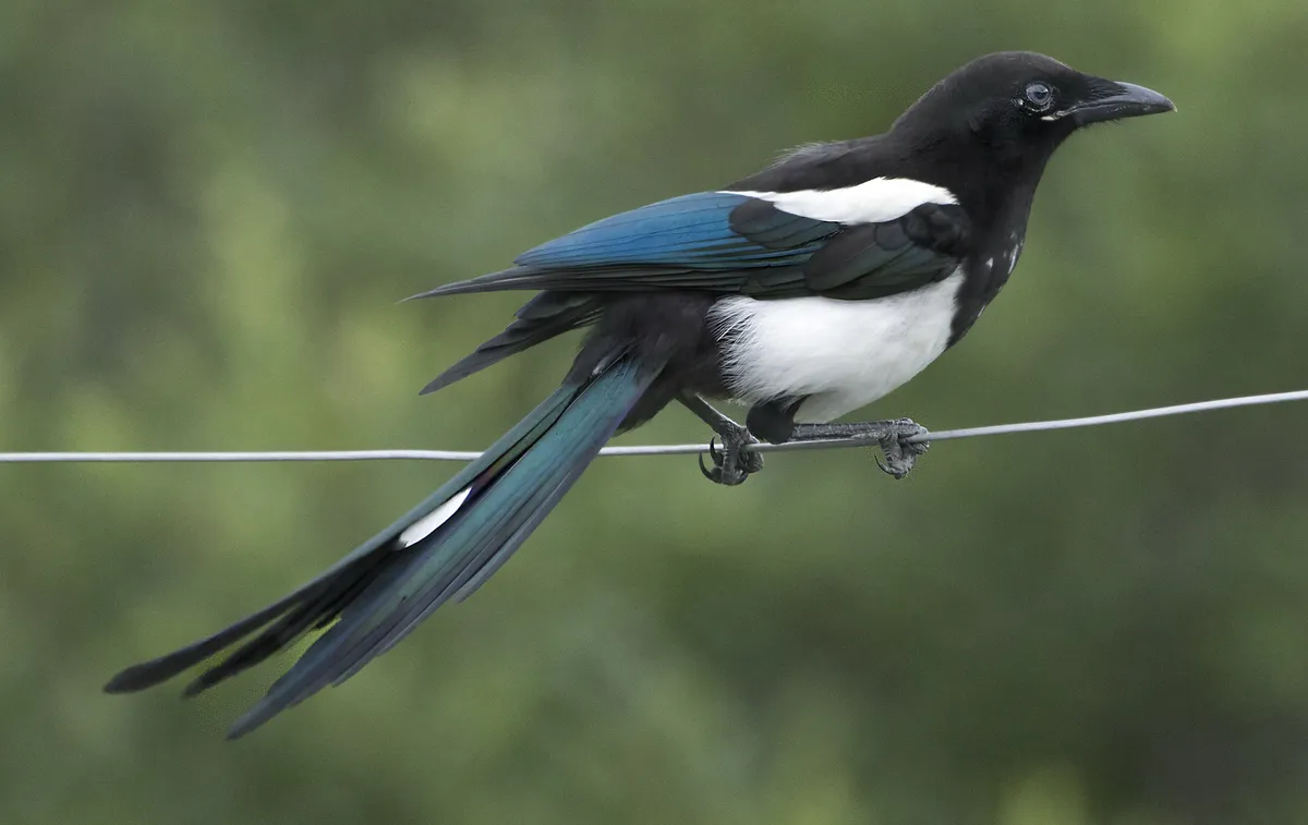 Black-billed Magpie