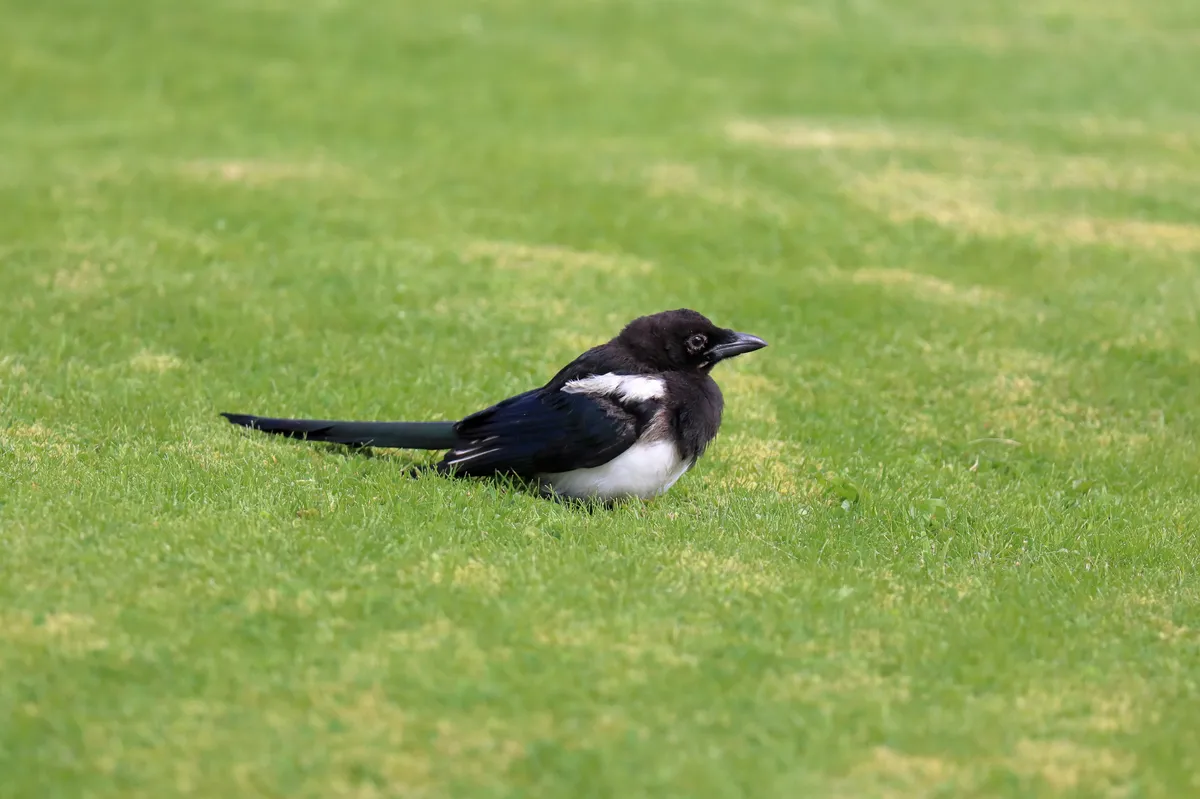 Urraca Euroasiática