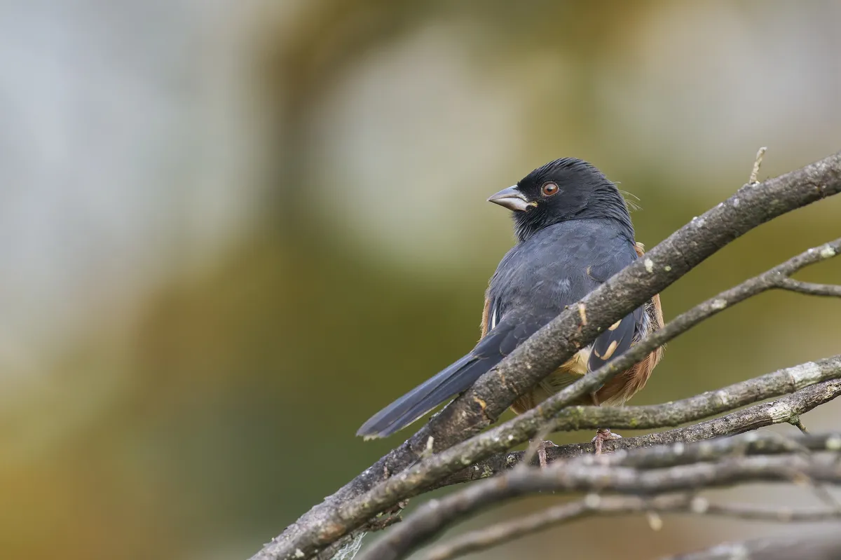 Eastern Towhee