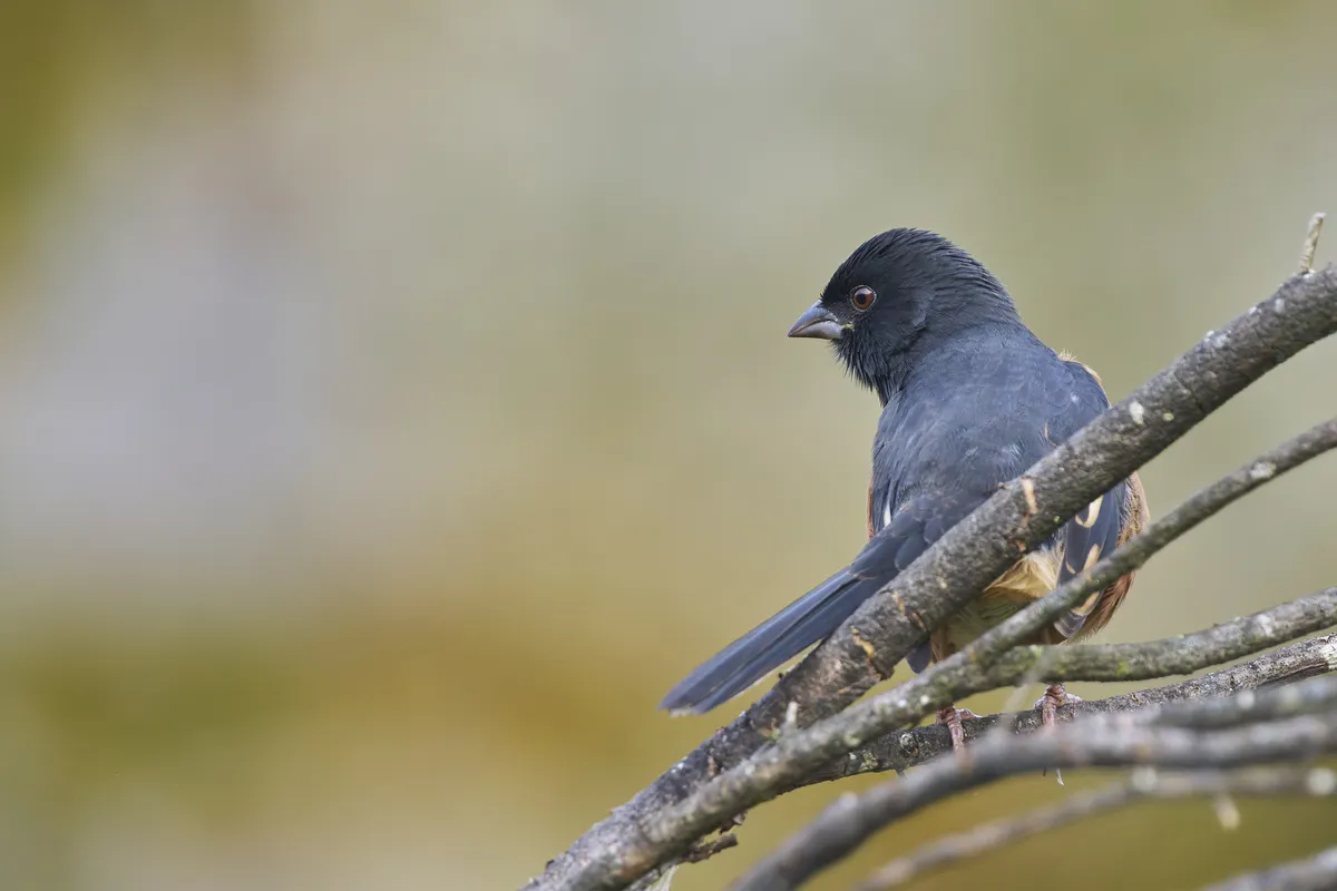 Eastern Towhee