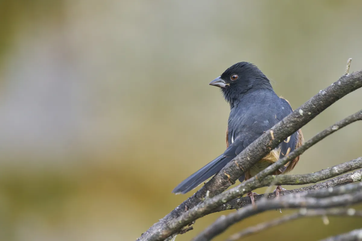 Eastern Towhee