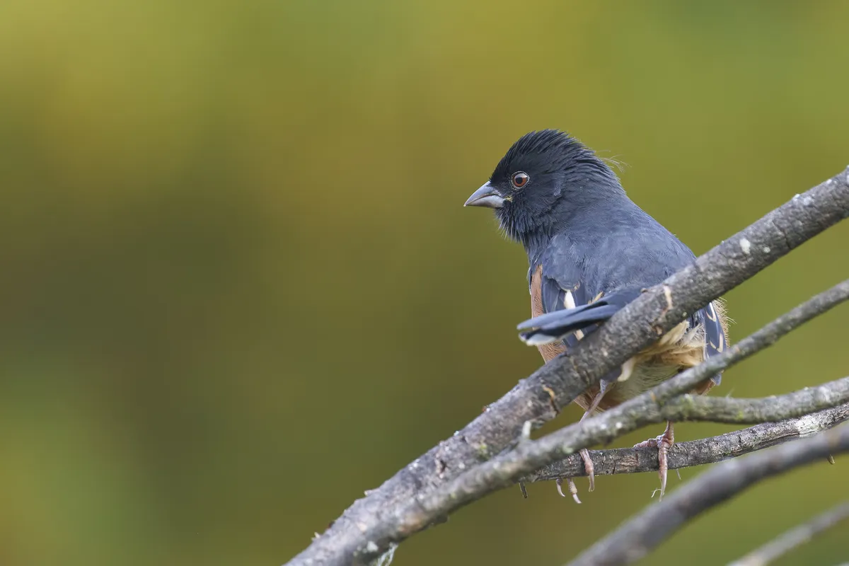 Eastern Towhee