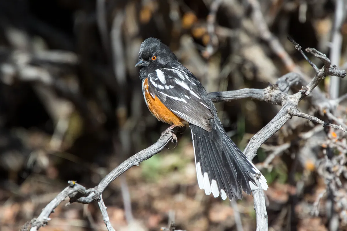 Spotted Towhee