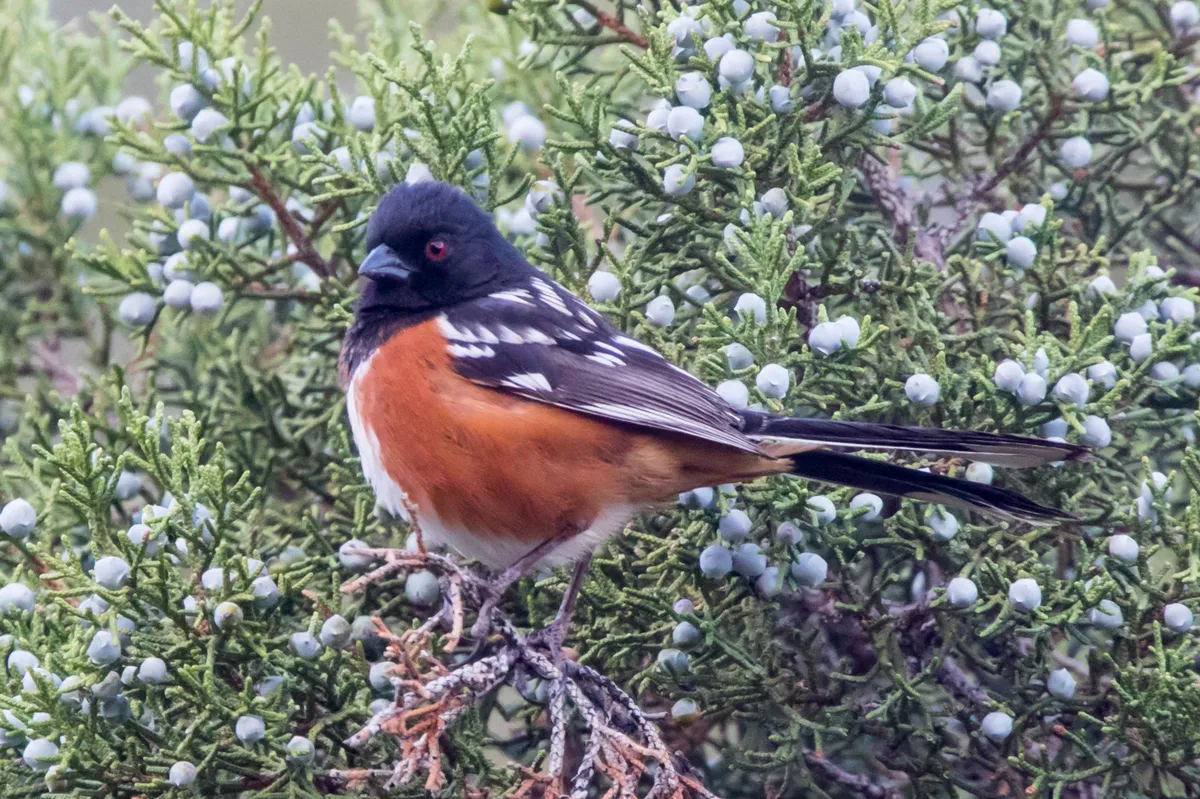 Spotted Towhee