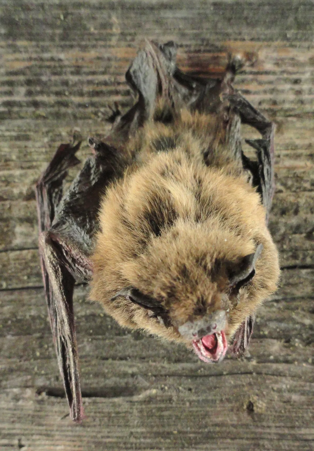 Pipistrellus nathusii