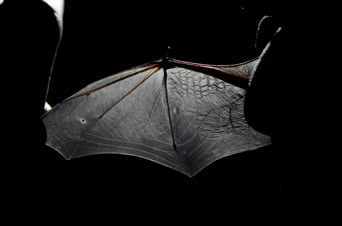 Nathusius's Pipistrelle