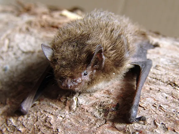 Nathusius's Pipistrelle