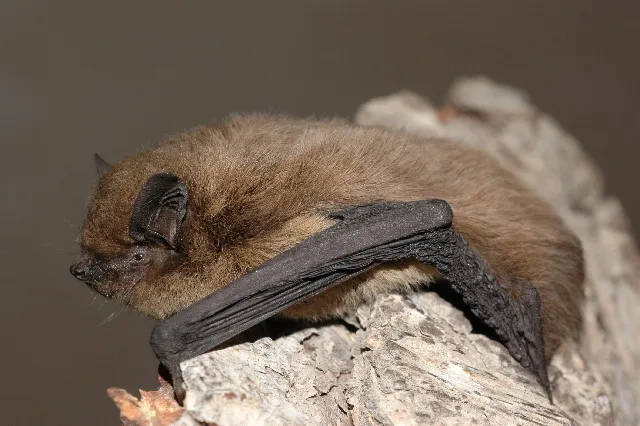 Nathusius's Pipistrelle