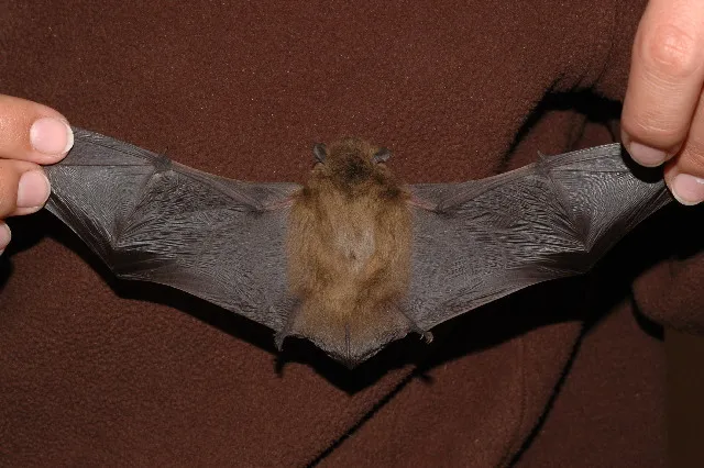 Nathusius's Pipistrelle