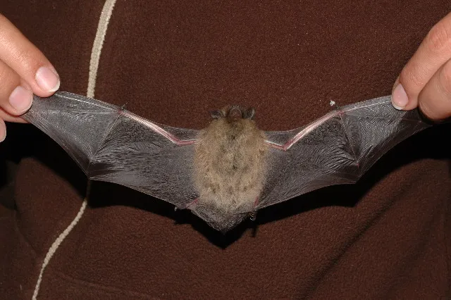 Nathusius's Pipistrelle