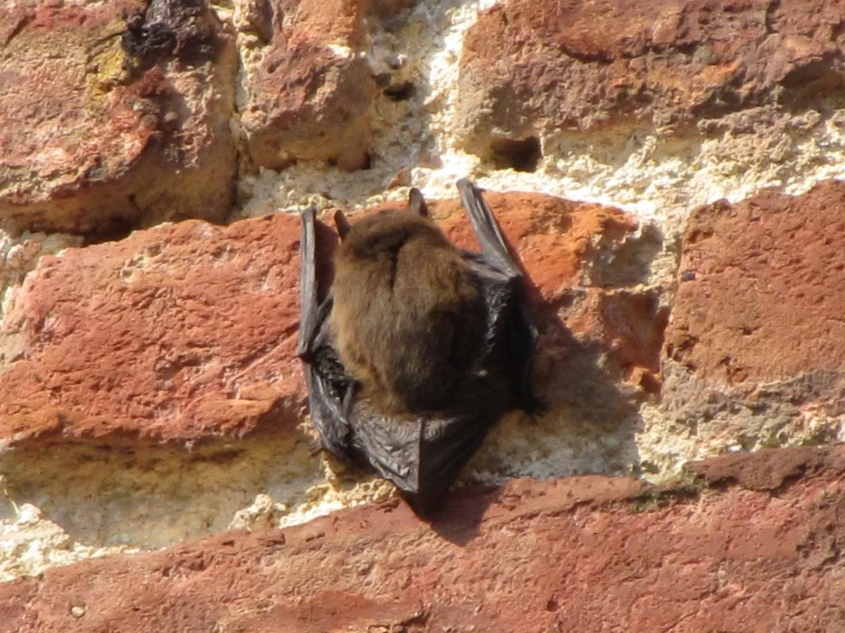 Common Pipistrelle
