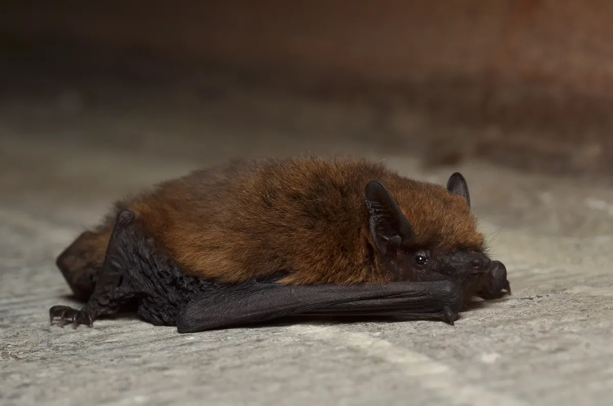 Common Pipistrelle