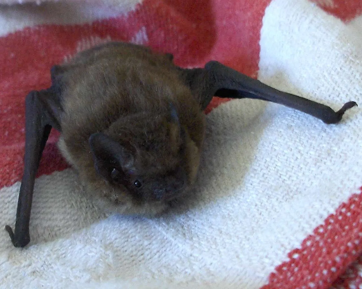 Soprano Pipistrelle