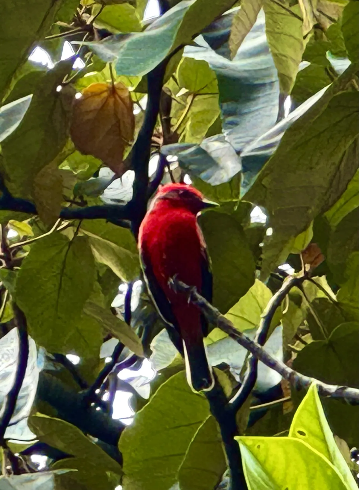 Scarlet Tanager
