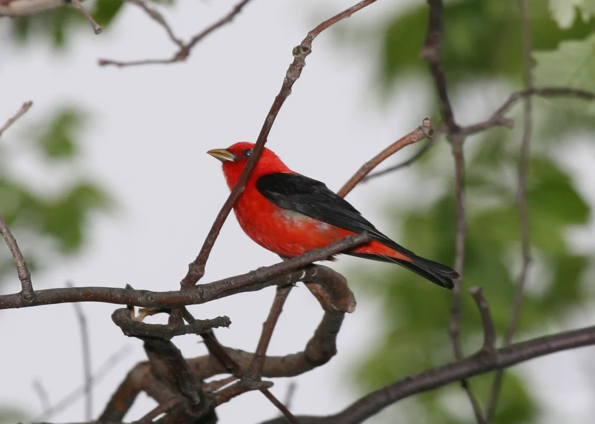 Scarlet Tanager