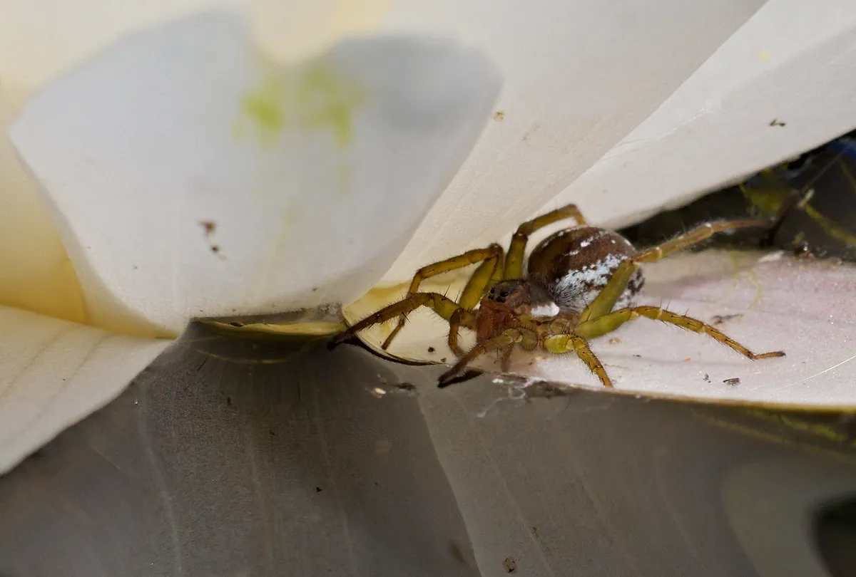 Araña Pirata de Nutria