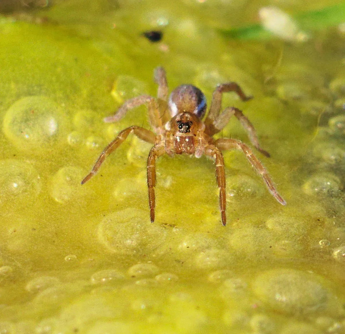 Araña Pirata de Nutria