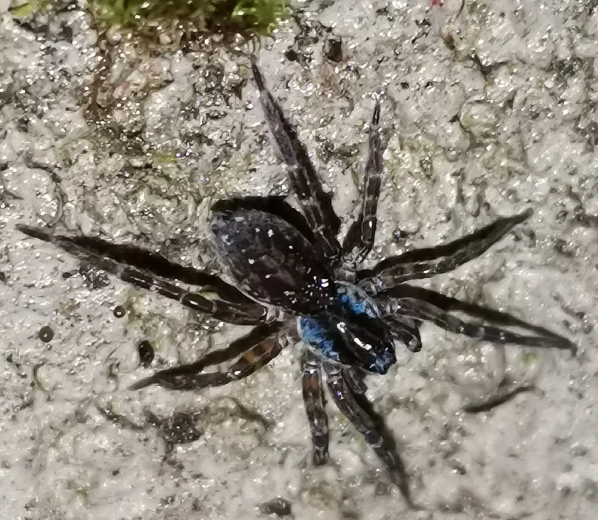 Araña Loba