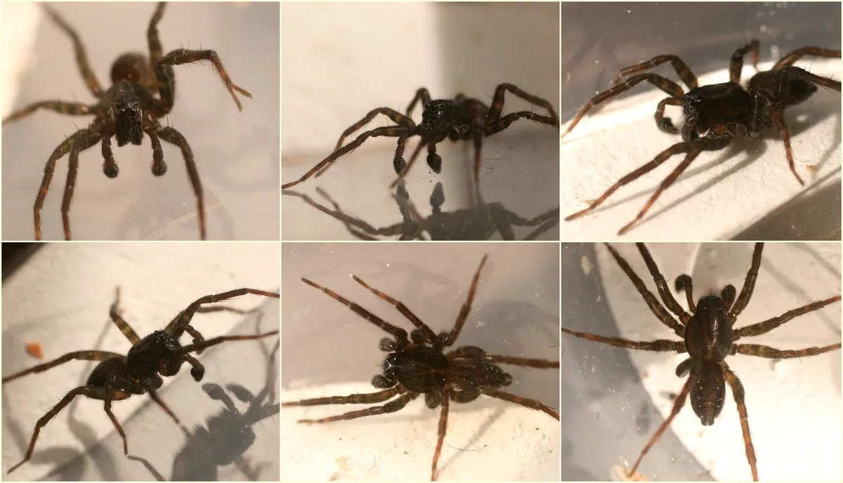Araña Loba