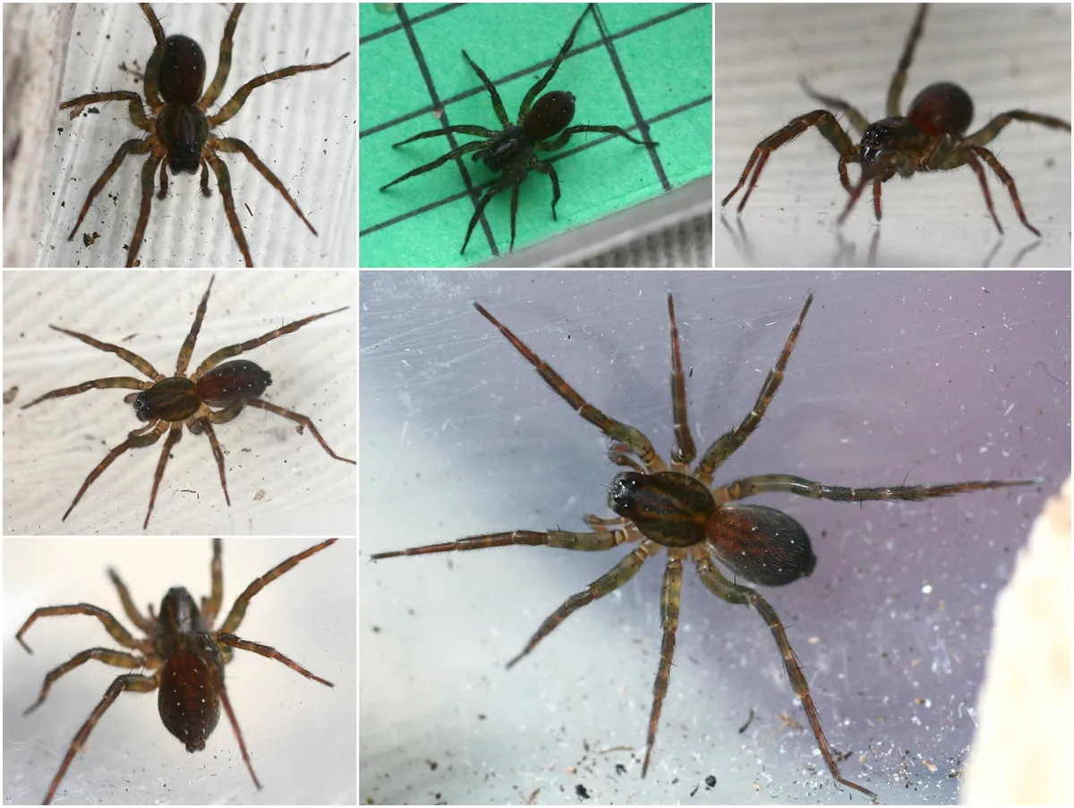 Araña Loba