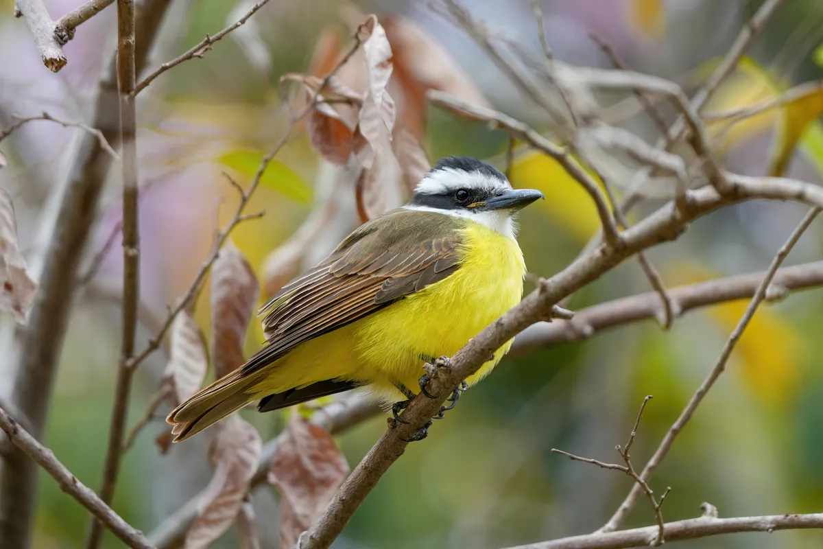Great Kiskadee