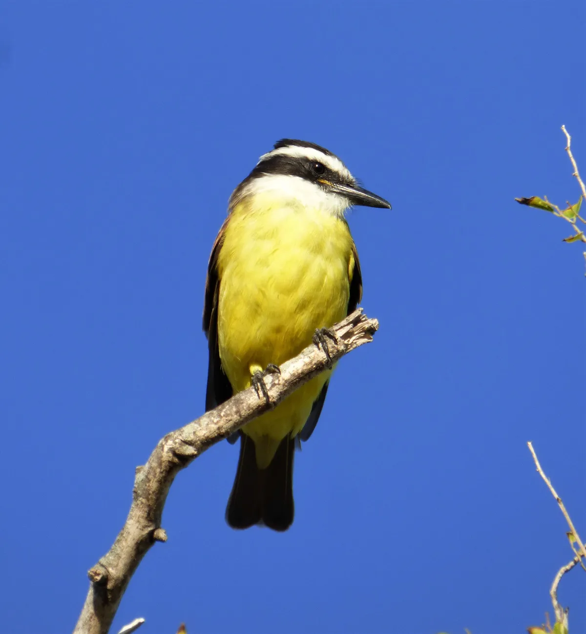 Great Kiskadee