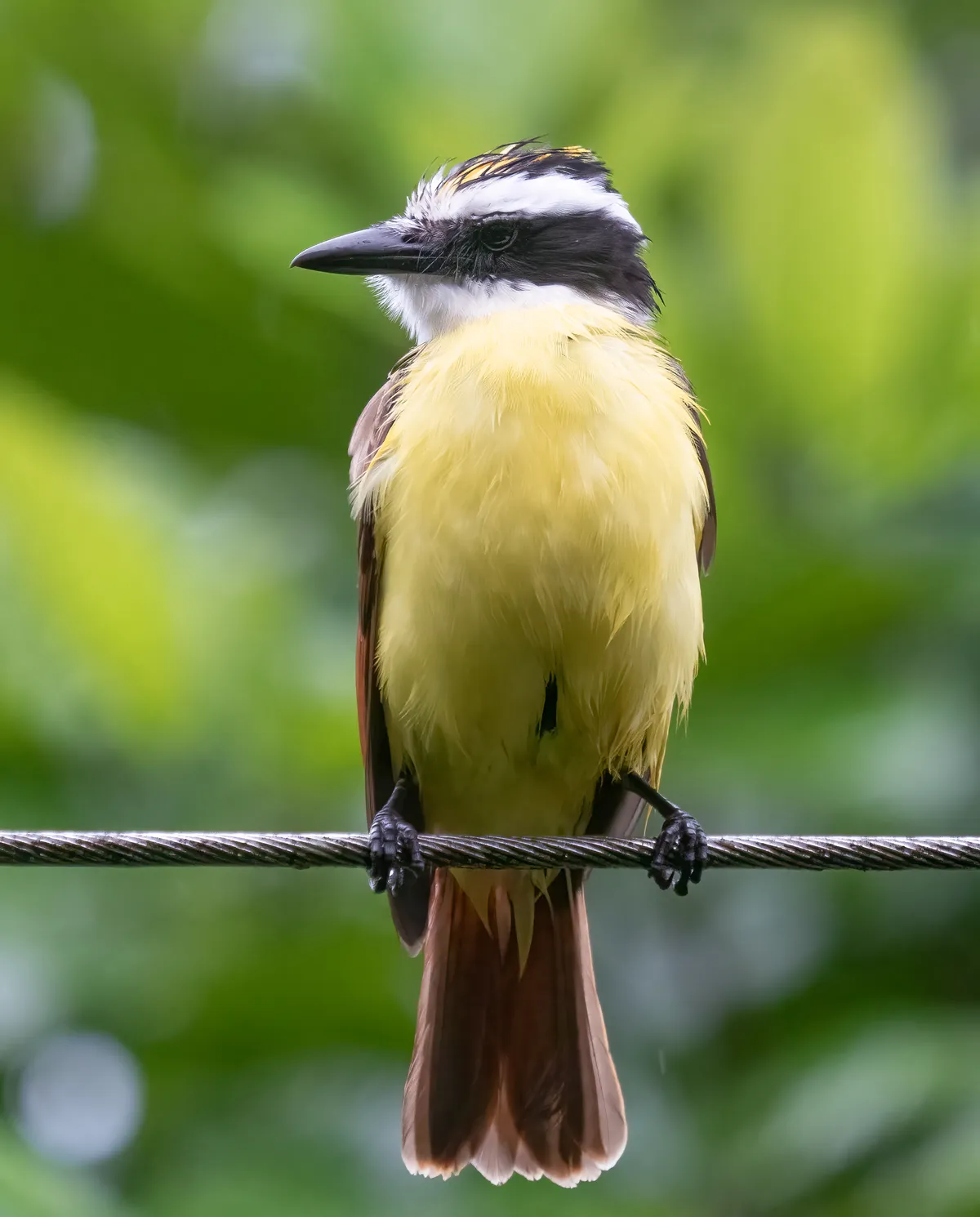Great Kiskadee