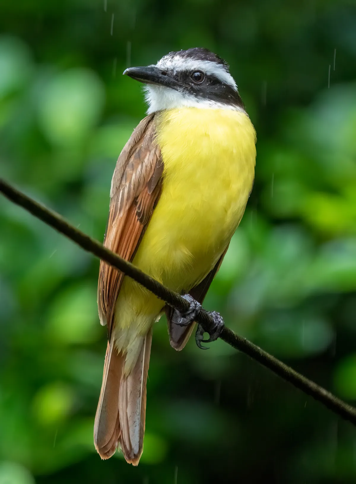 Great Kiskadee