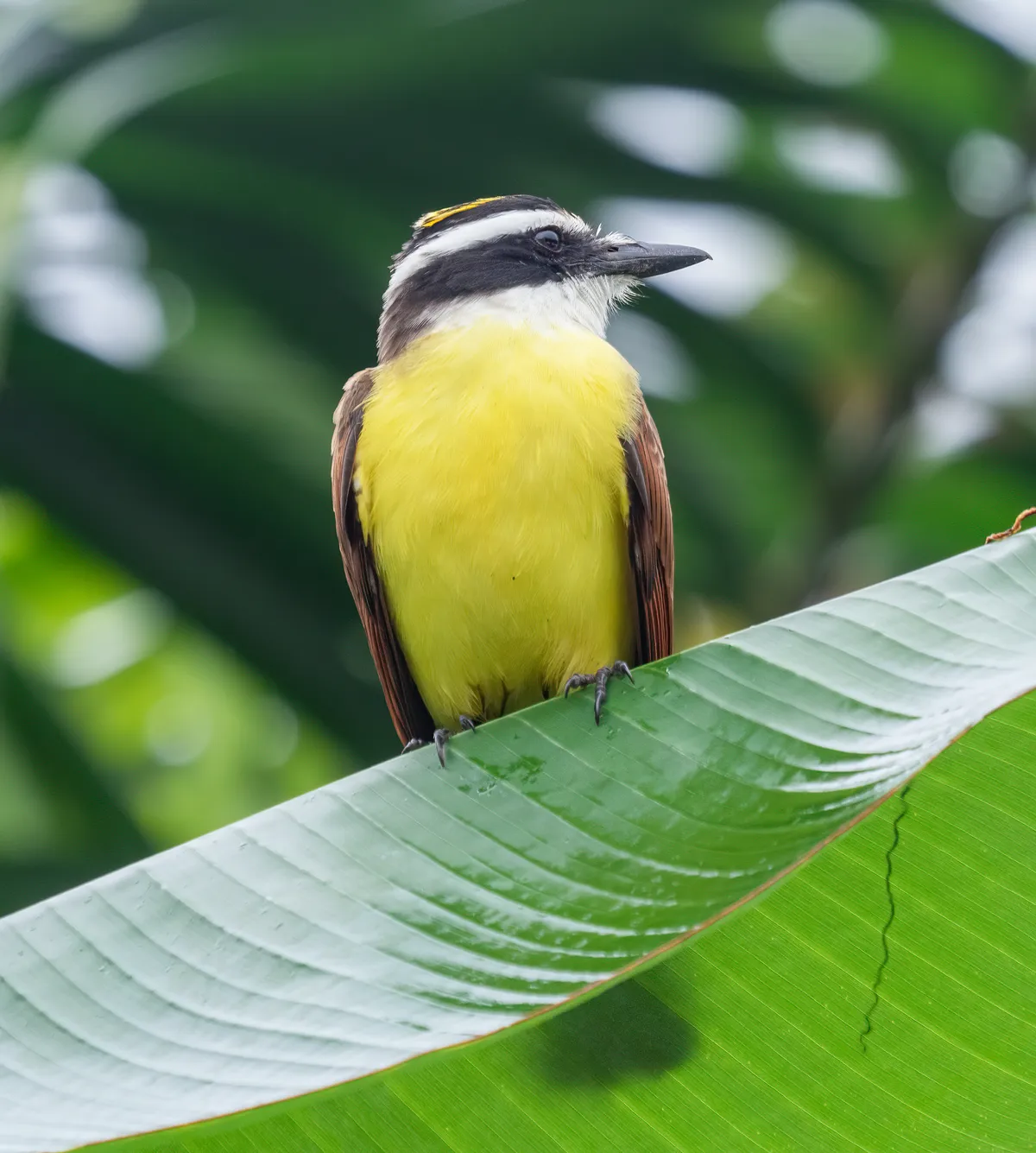 Great Kiskadee