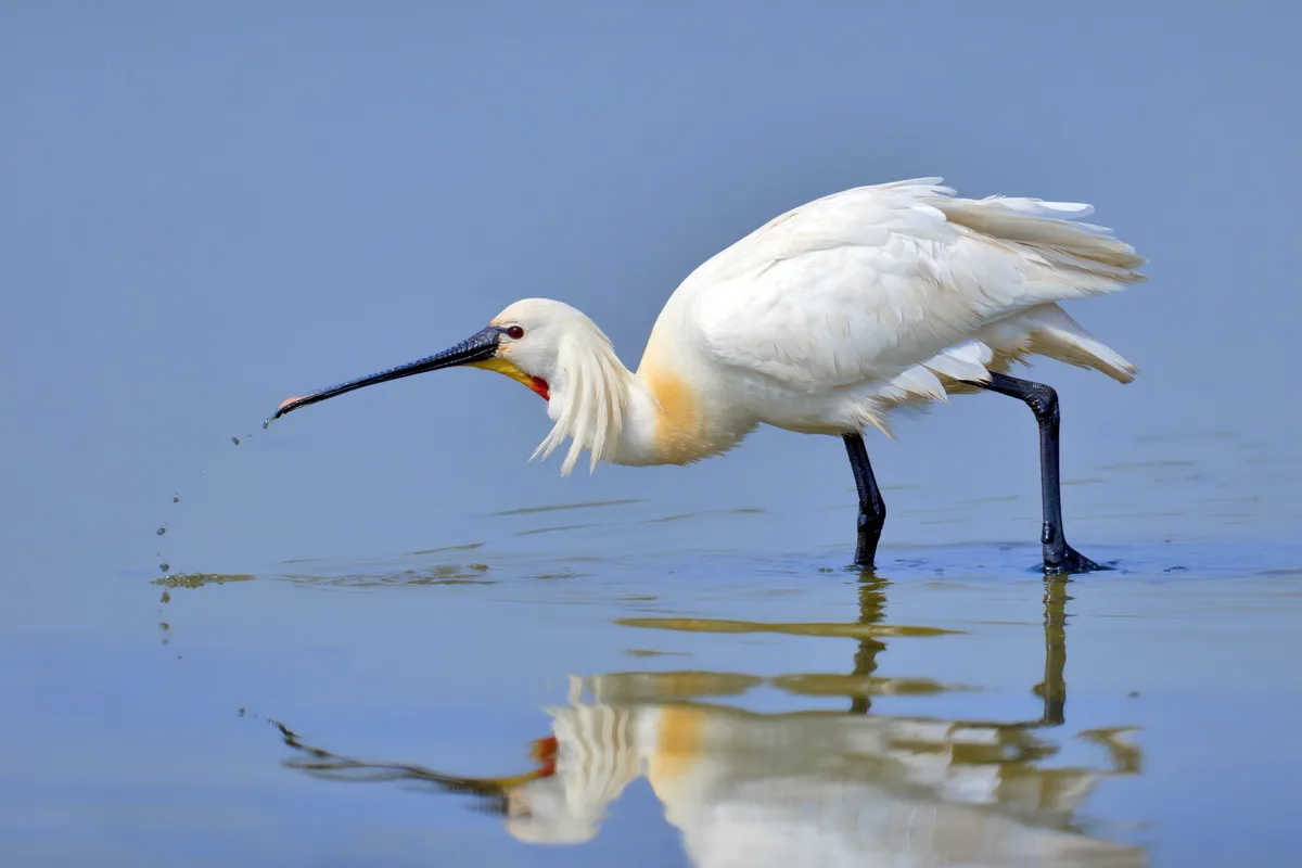 Eurasian Spoonbill