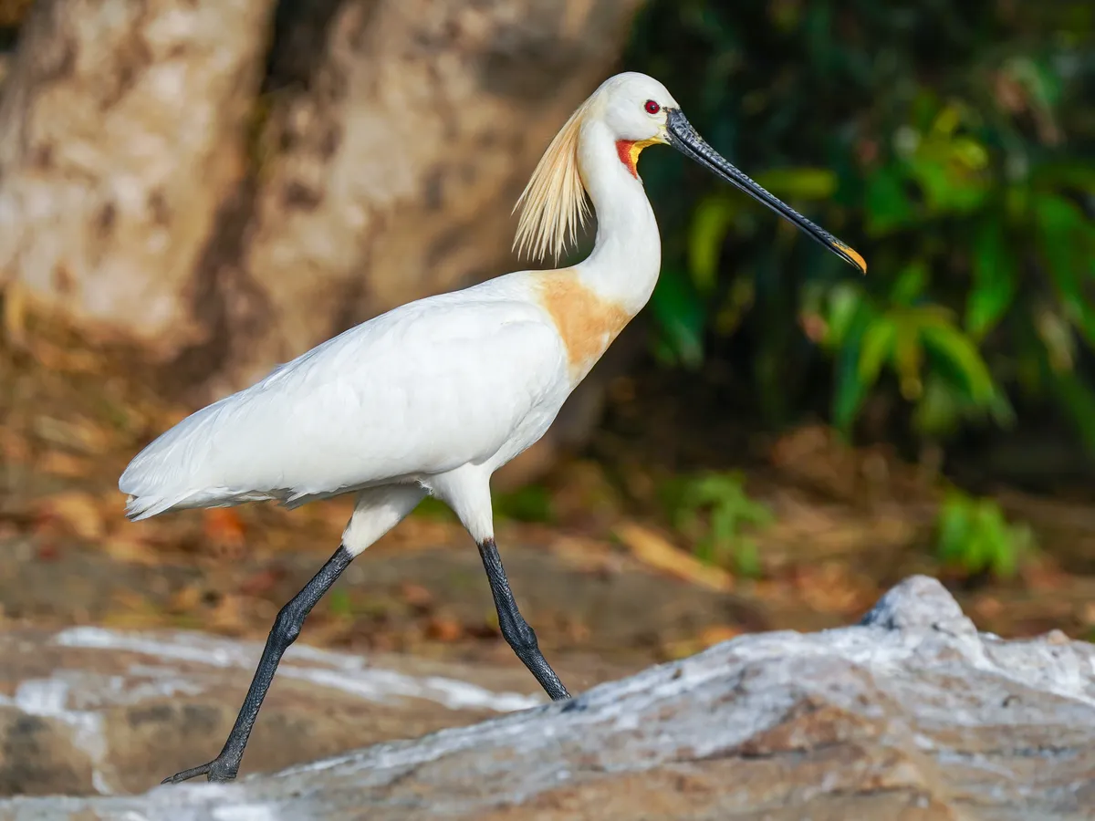 Eurasian Spoonbill