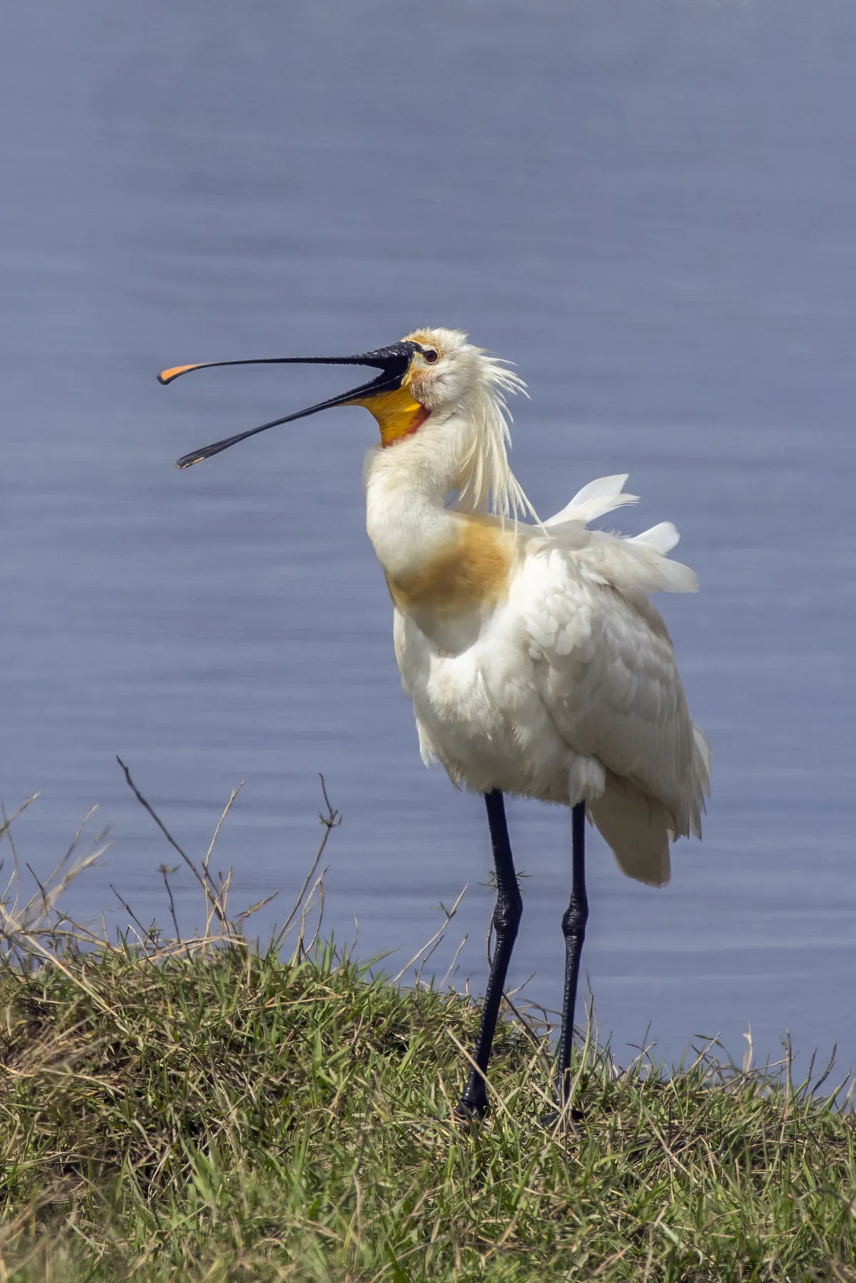 Eurasian Spoonbill