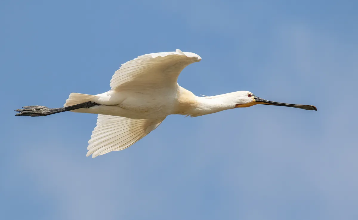Eurasian Spoonbill