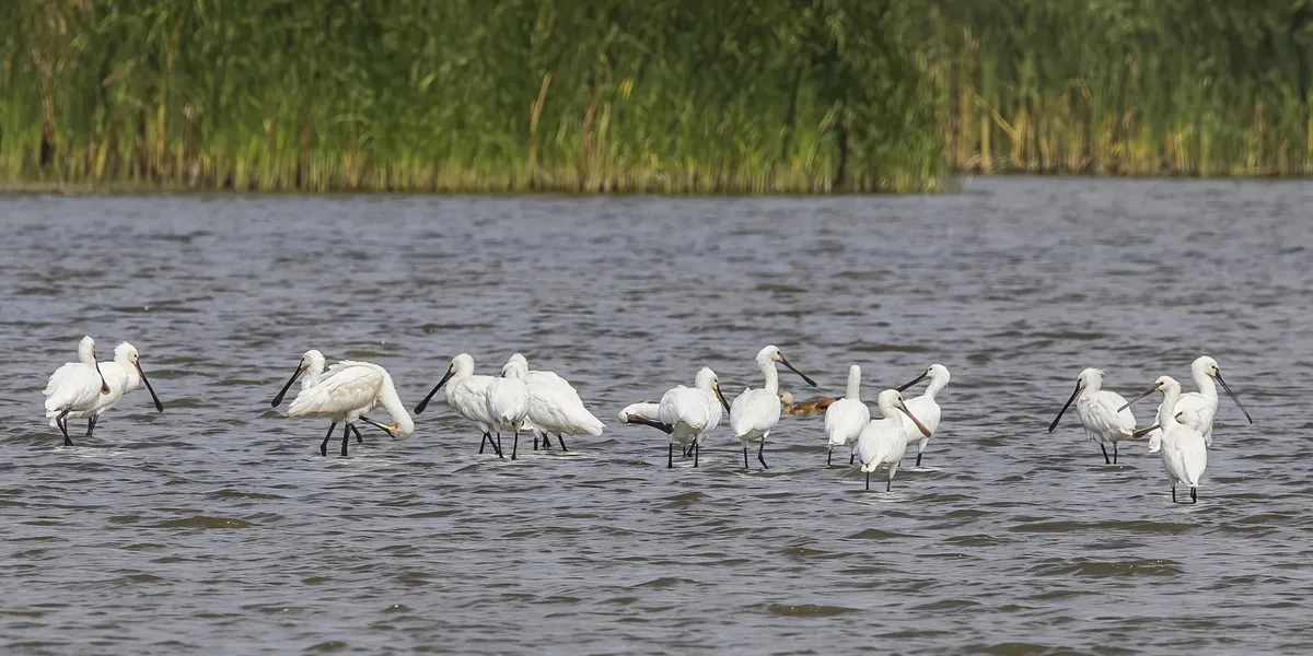 Eurasian Spoonbill