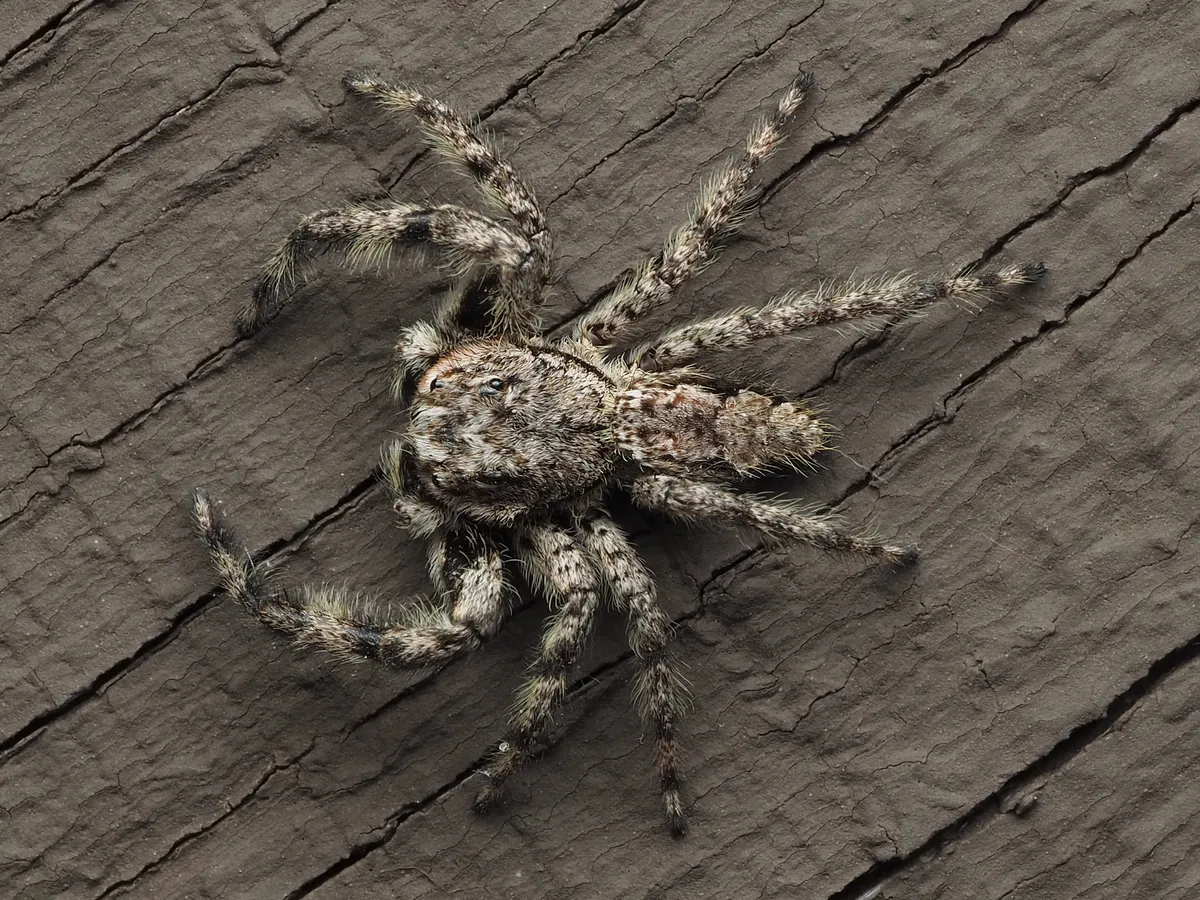 Araña Saltarina Bronceada