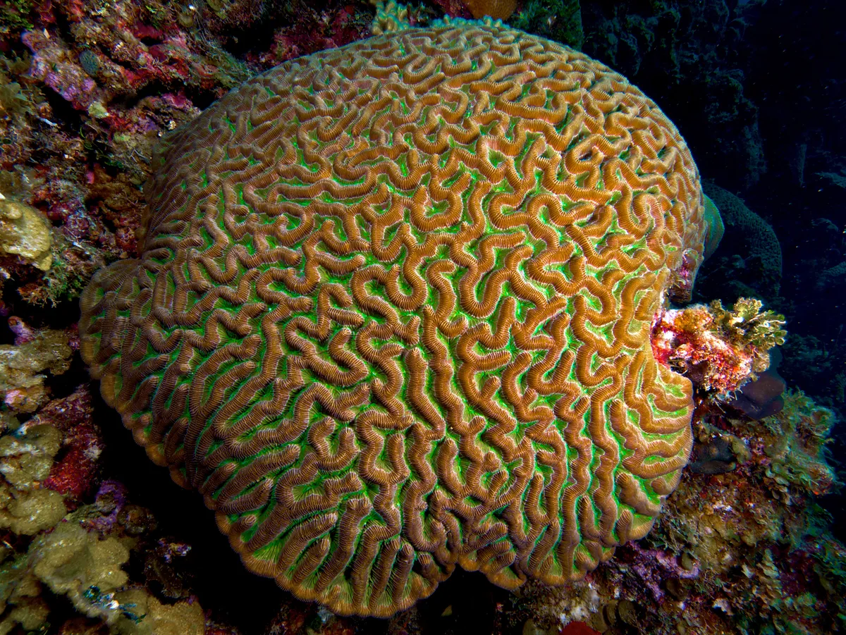 Brain Coral