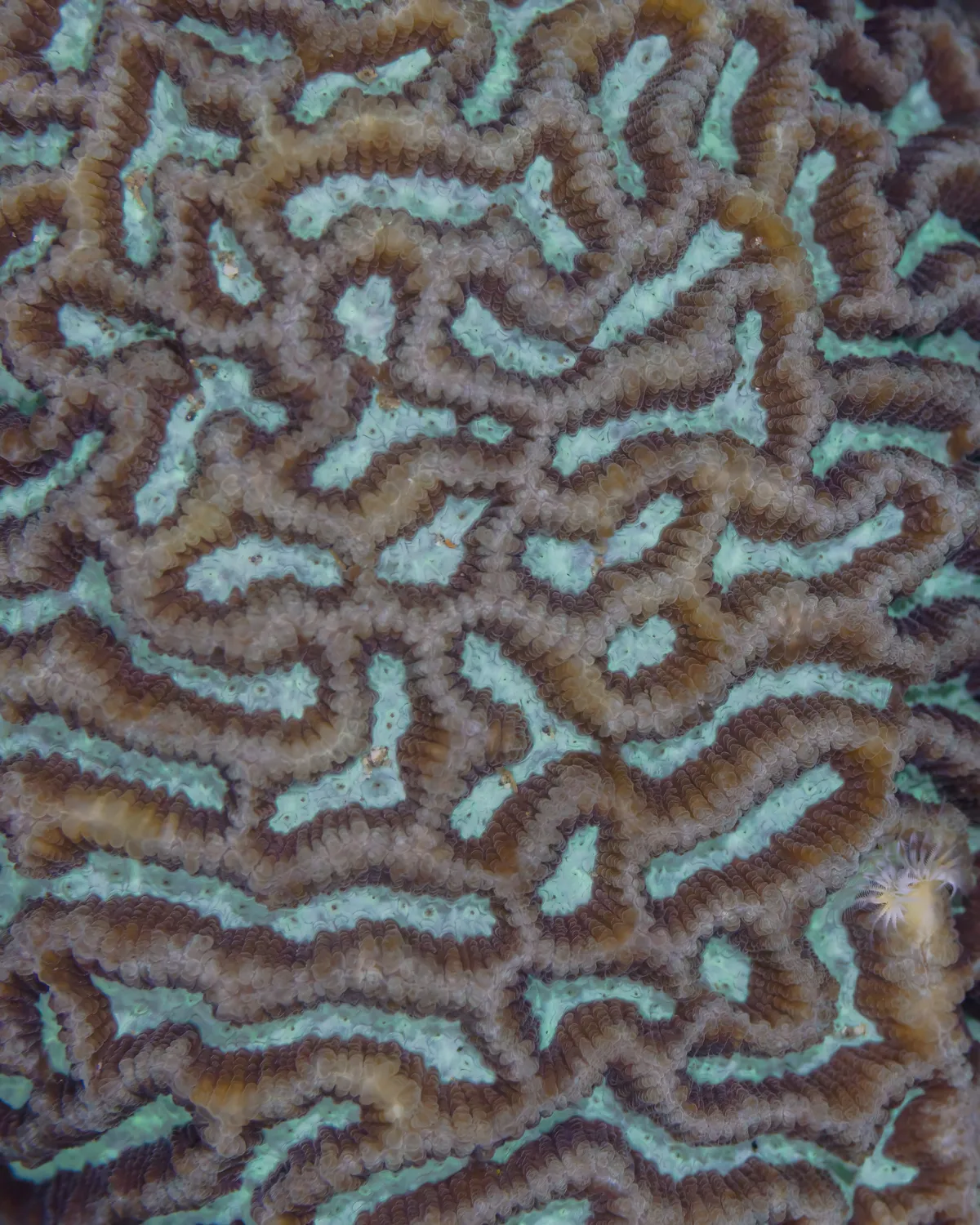 Brain Coral