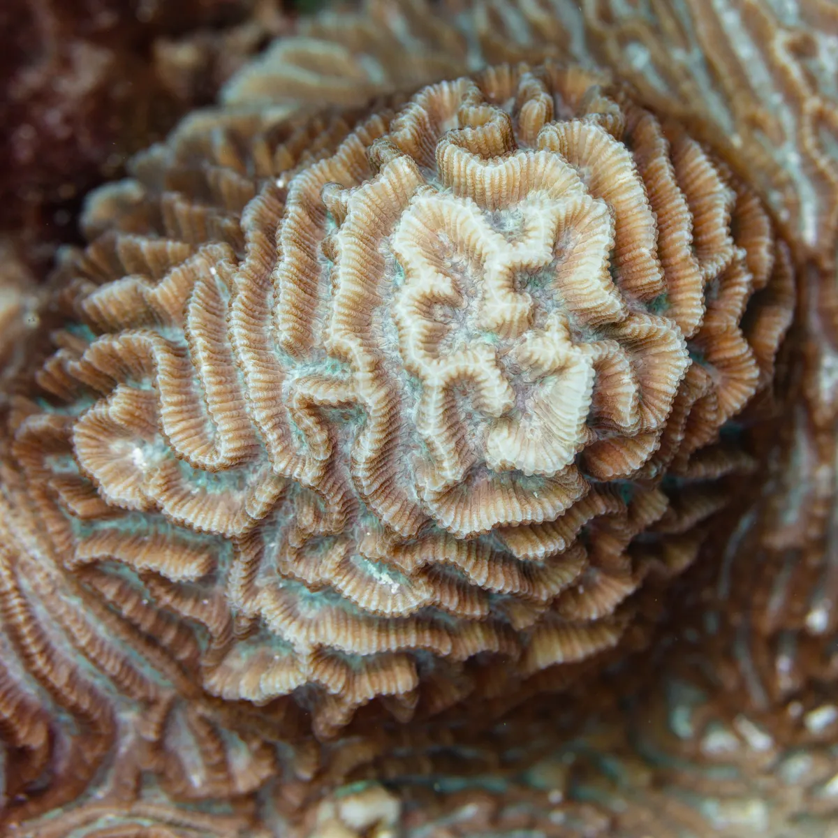 Brain Coral