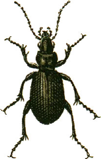 Escarabajo Terrestre