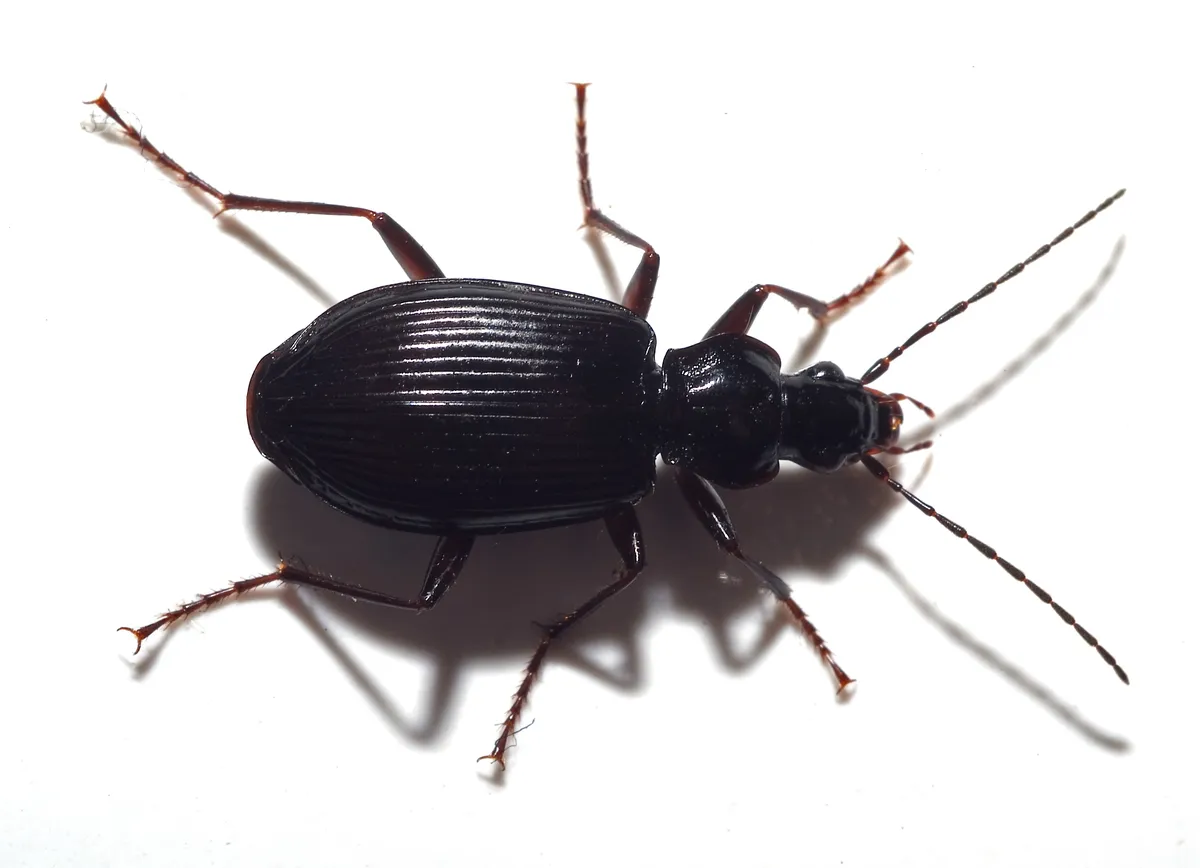 Escarabajo Terrestre