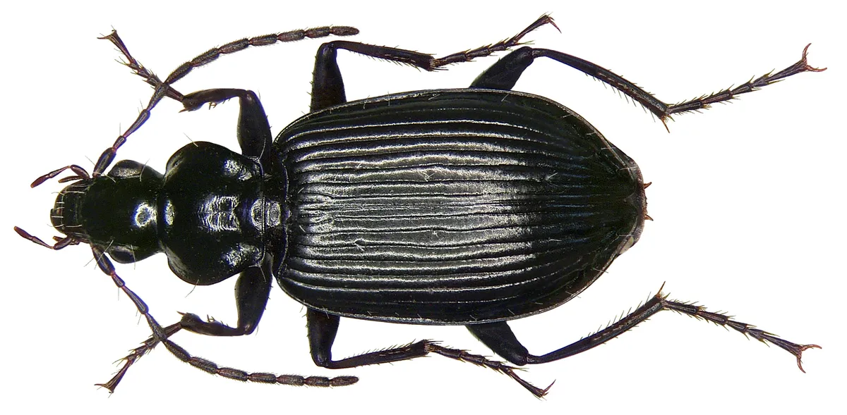 Escarabajo Terrestre