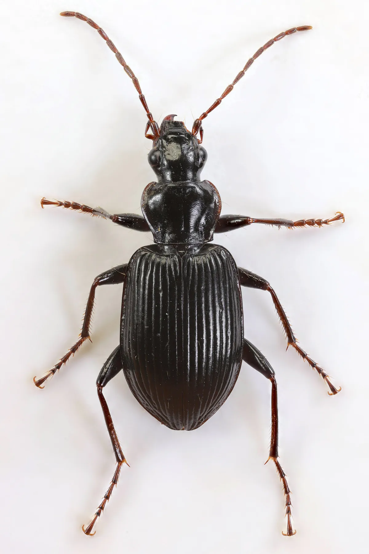 Escarabajo Terrestre