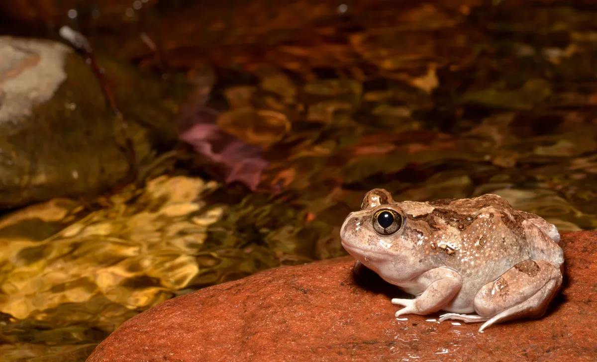 Ornate Burrowing Frog