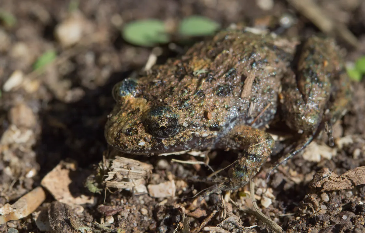 Ornate Burrowing Frog