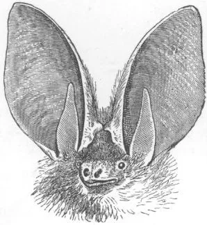 Common Long-eared Bat