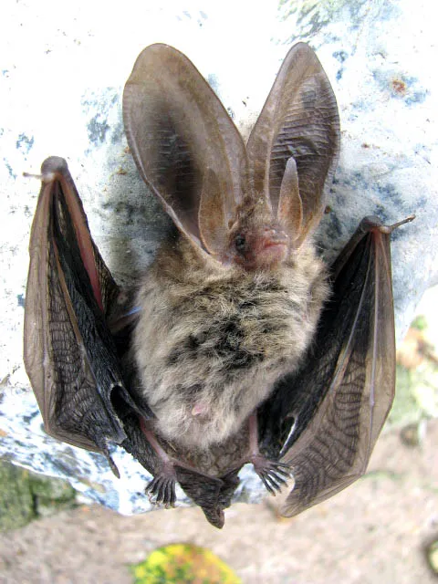 Common Long-eared Bat