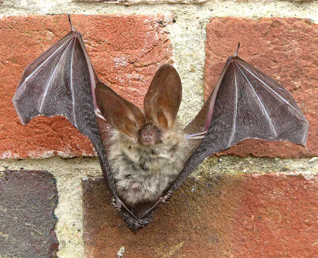 Common Long-eared Bat