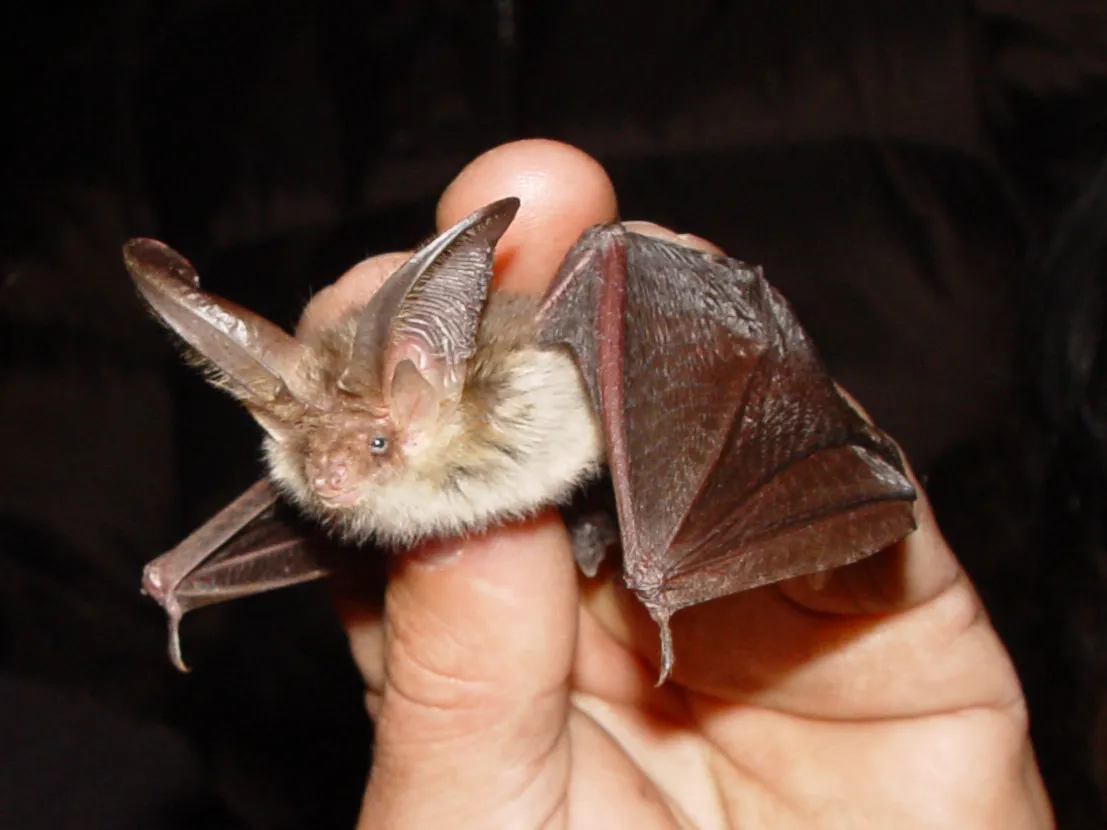 Common Long-eared Bat